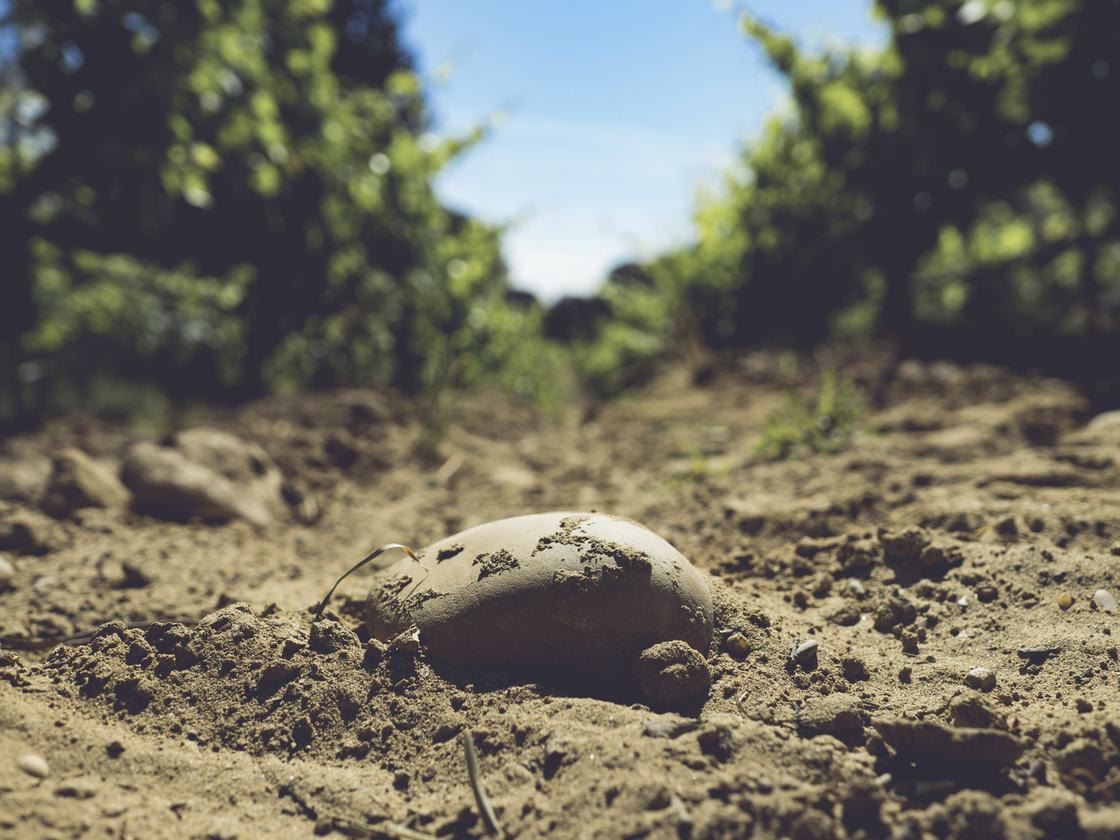Close-up of the pale sandy soil between two rows of vines, a single rounded stone half buried in it