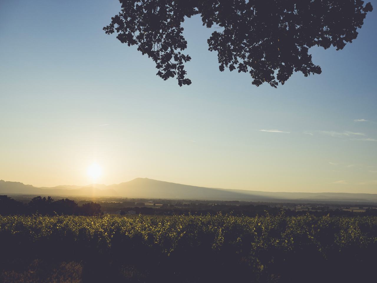 Vineyard at sunset with Mont Ventoux on the horizon, framed by the branches of a tree