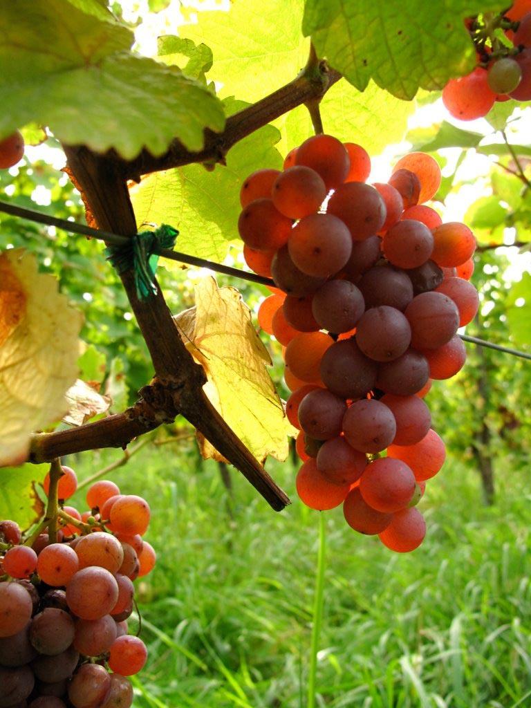 A bunch of pink-skinned grapes hangs from the vine against bright leaves.