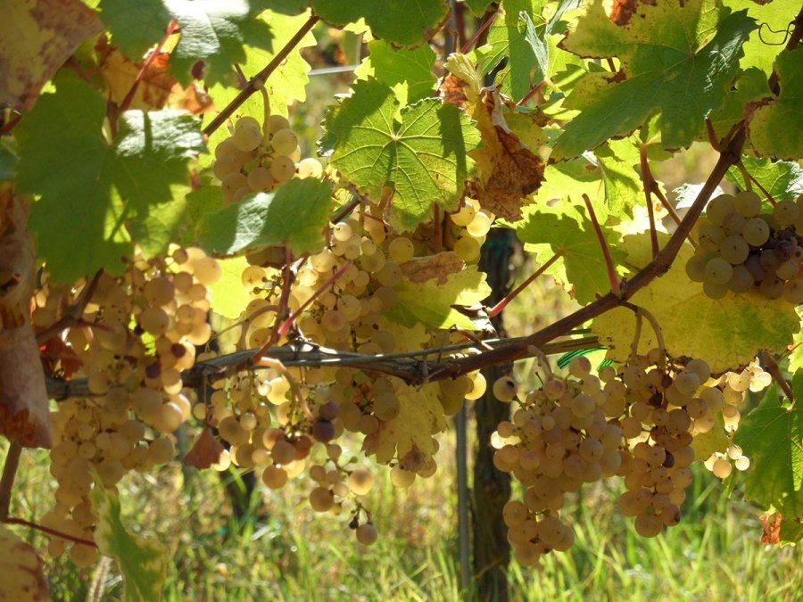 Ripe golden bunches hang under yellowing vine leaves in autumn sun.