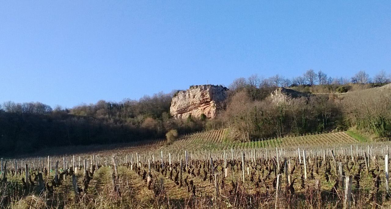 Pruned vines in March below a pale rock outcrop on a wooded hill.