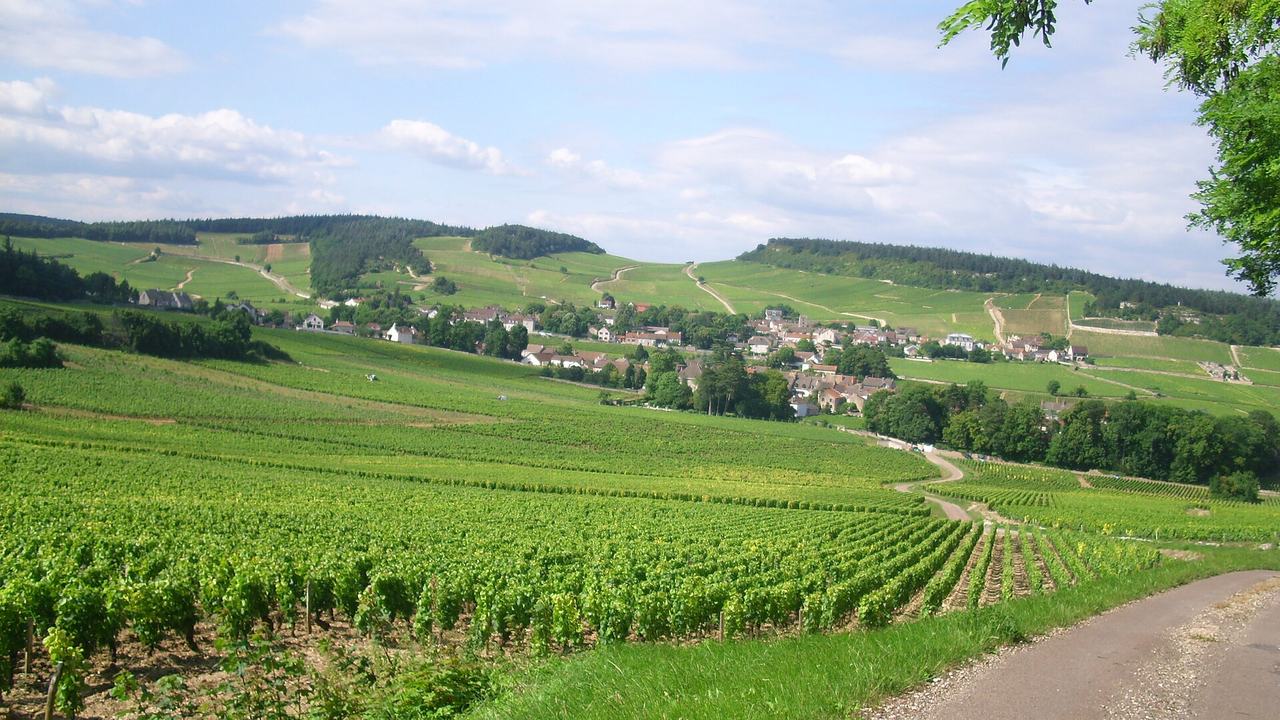Green rows of vines on a slope leading down to the village of Mercurey.
