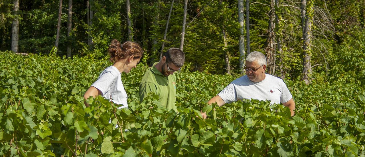 Three people working along tall rows of vines under trees