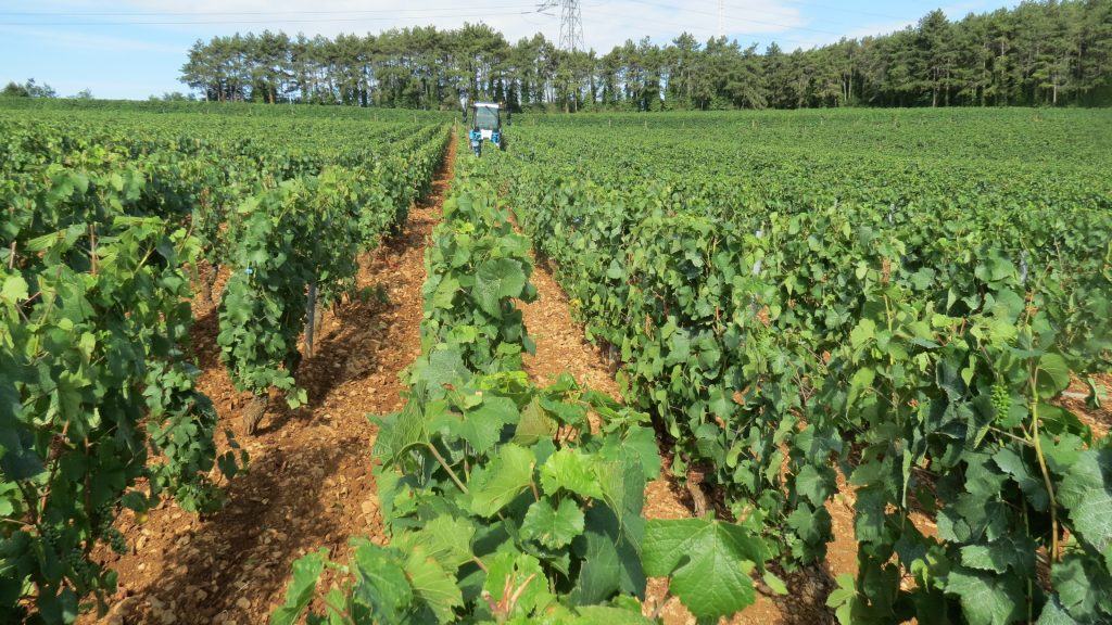Rows of young summer vines on reddish soil, a tractor at the far end