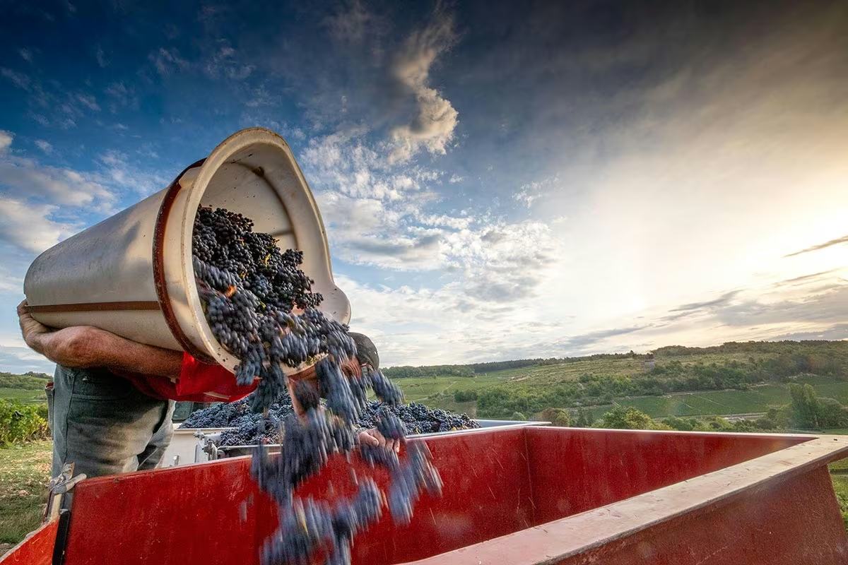 A picker tips a basket of black grapes into a red trailer above the valley.