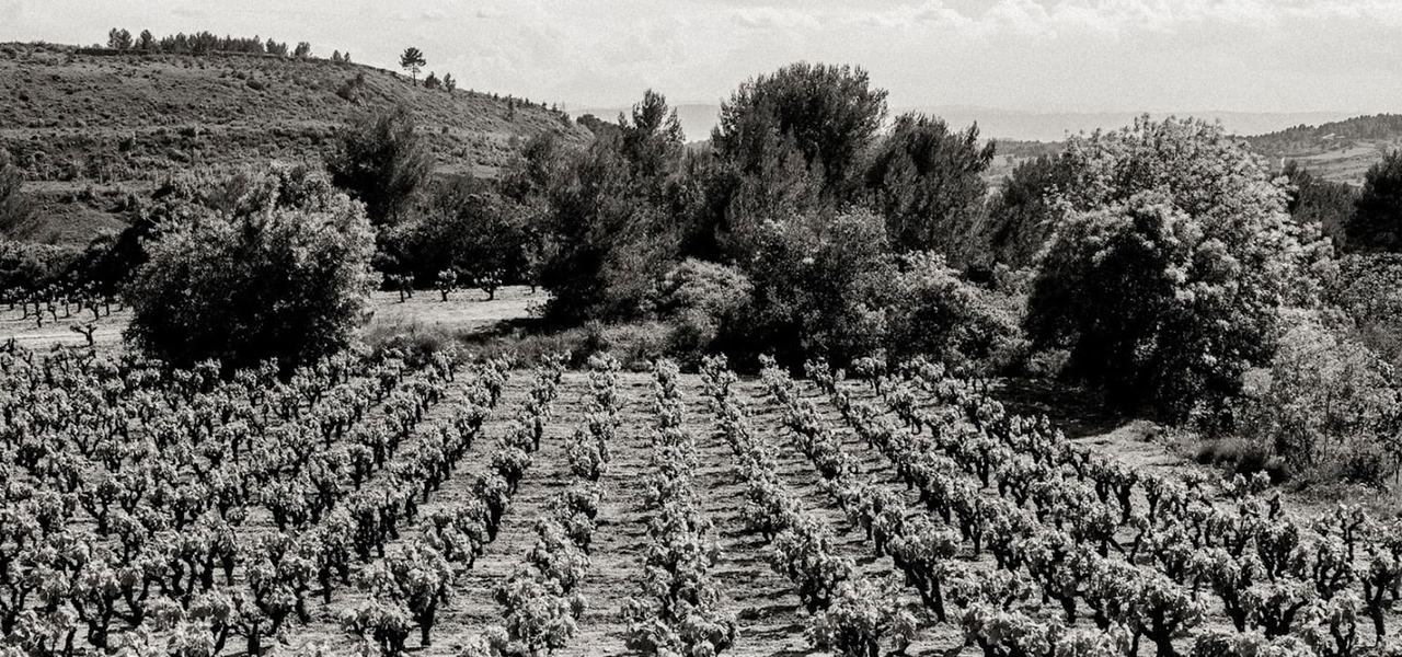 Rows of bush vines below scrub and pine-covered hills, in black and white