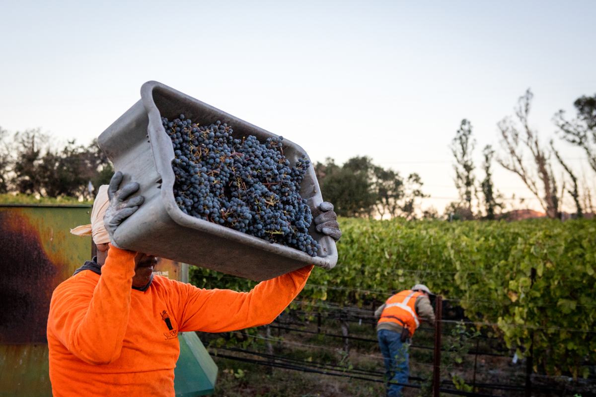 A picker lifting a full lug of red grapes onto his shoulder in the vineyard.
