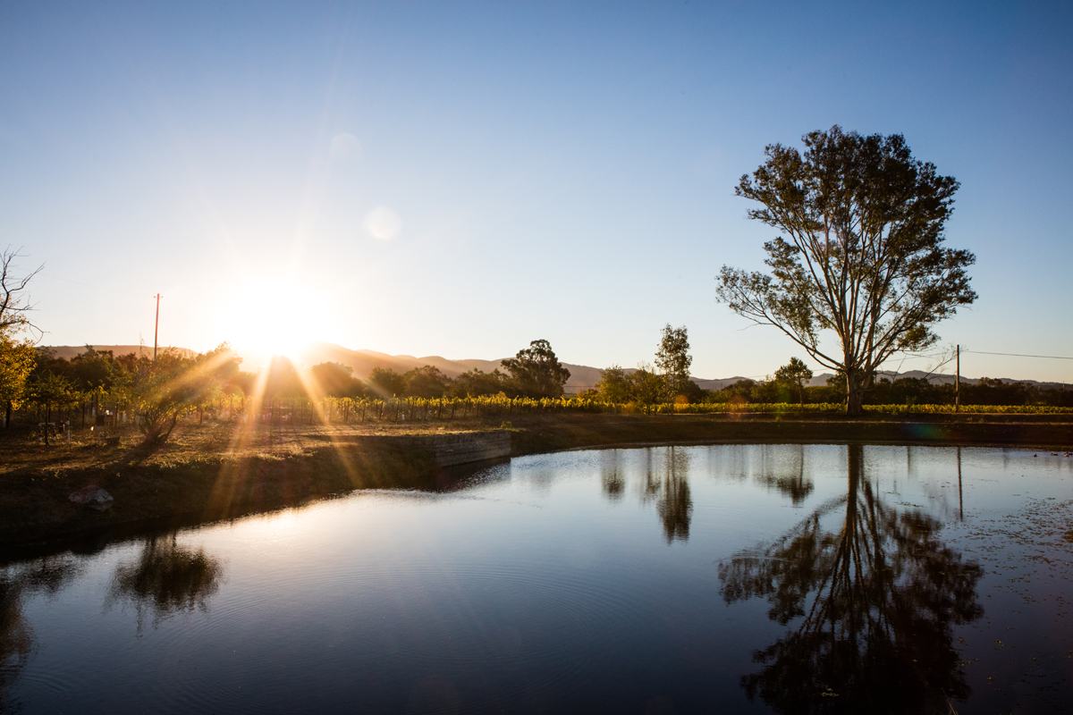 An oak tree and the vineyard reflected in a pond at sunrise.