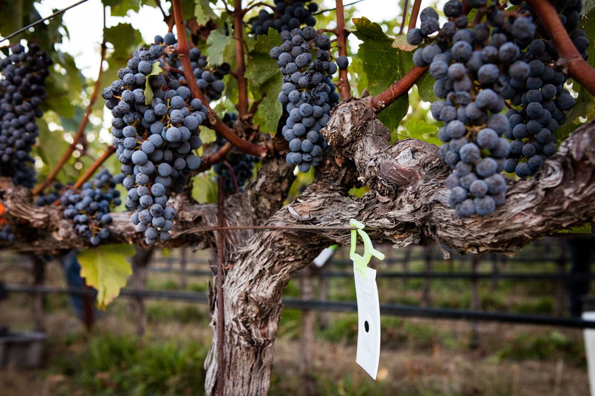 Ripe red grape clusters on an old vine trunk with a tag.