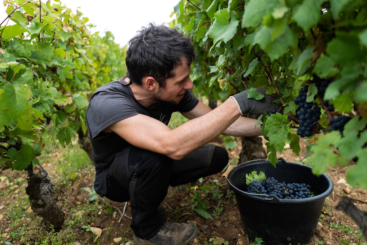 A picker crouched in the vines cutting Pinot Noir bunches into a black bucket.