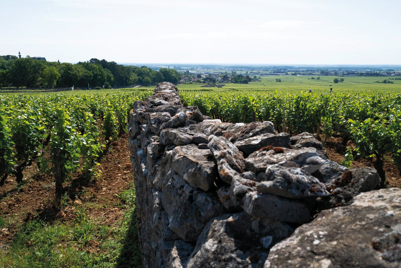 A dry-stone wall running between rows of vines, with the plain beyond.