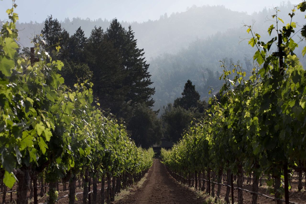 A dirt lane runs between rows of vines toward forested hills in mist.