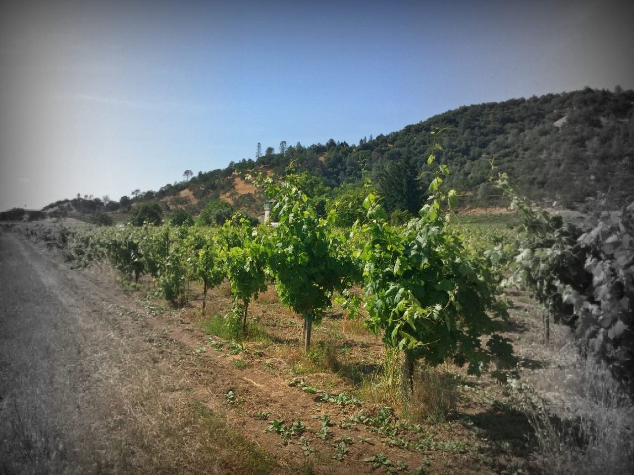 Young head-trained vines along a dirt track below a wooded hillside.