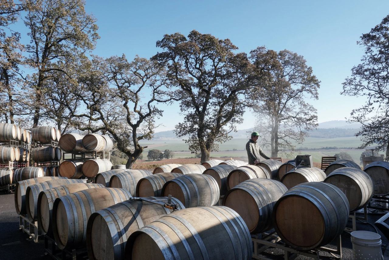 Barrels lined up outdoors under oak trees.
