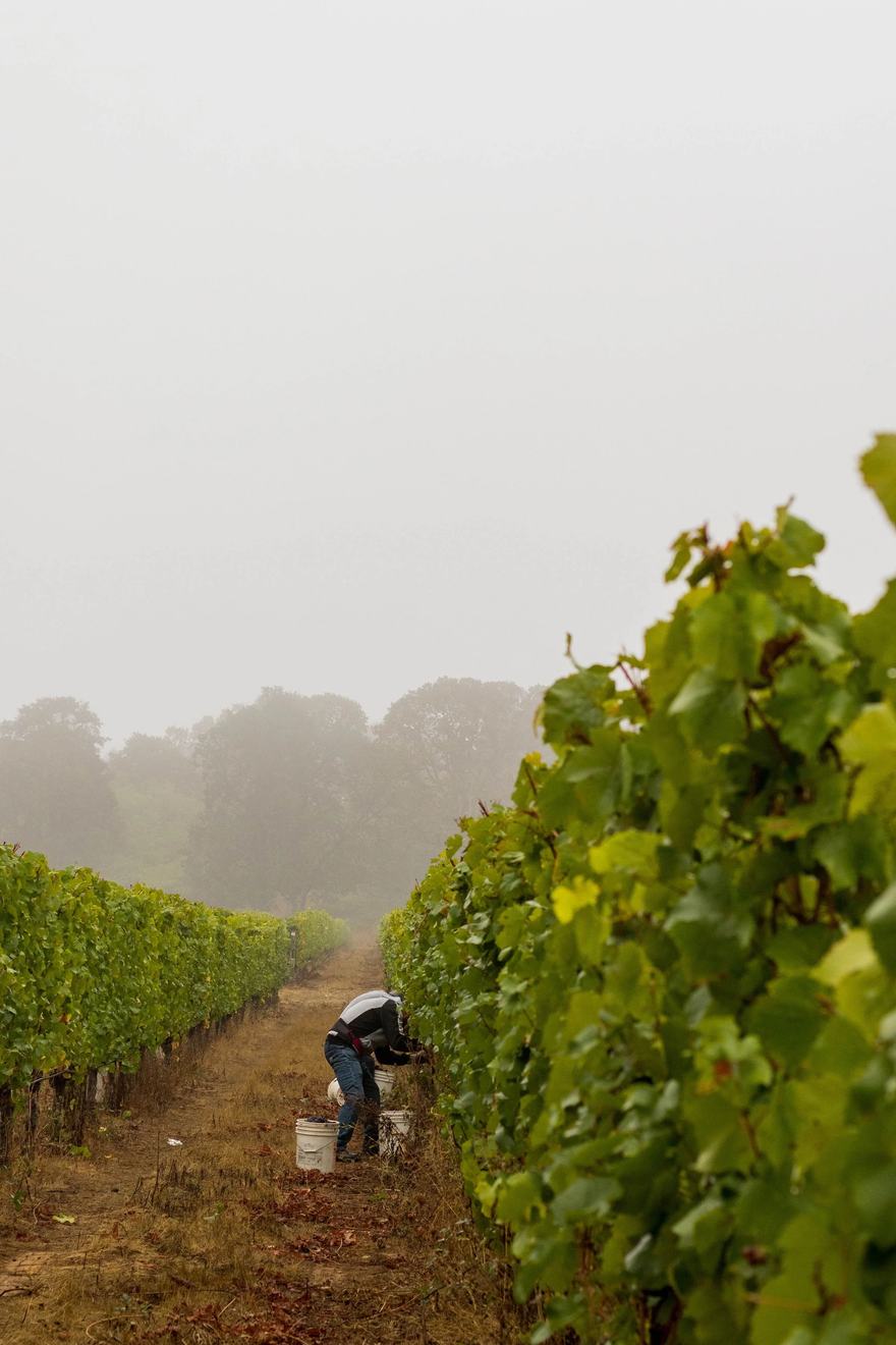 A worker among the vines on a foggy morning.