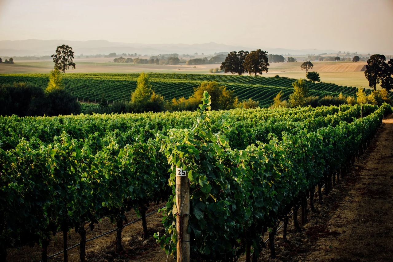 Rows of vines running toward oak trees across rolling farmland in the Willamette Valley.