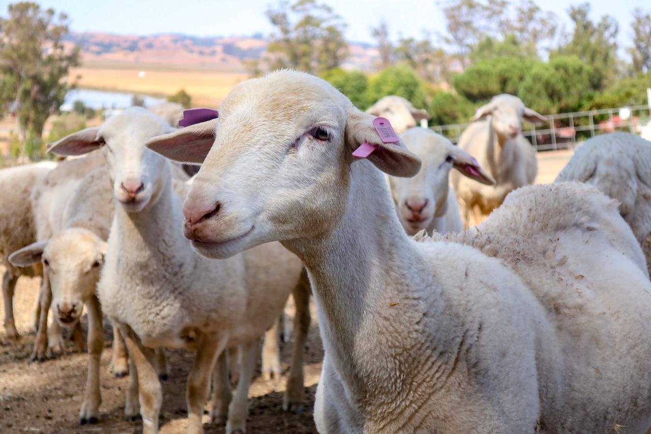 A small flock of sheep with ear tags looking at the camera.