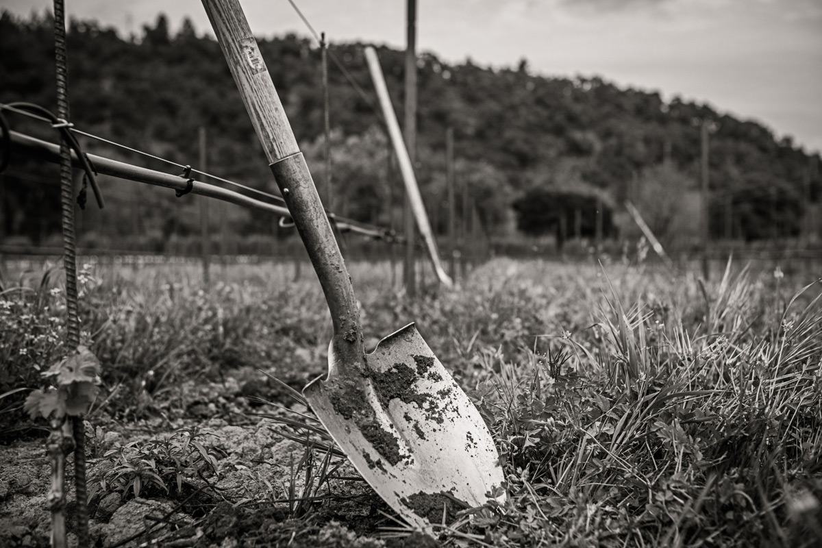 A shovel stuck in the grass at the end of a vine row