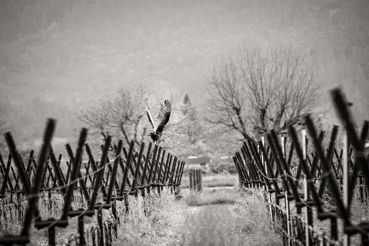 Rows of pruned vines on a frosty winter morning, bare trees behind