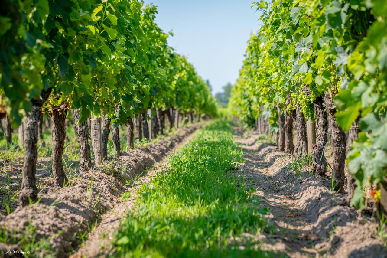 A grassed row between old vines, pale sandy soil worked up under the trunks