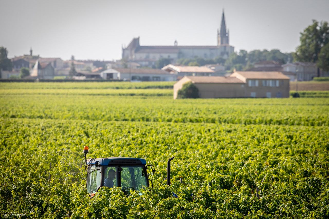 A tractor working between the vines with the spire of Saint-Émilion behind