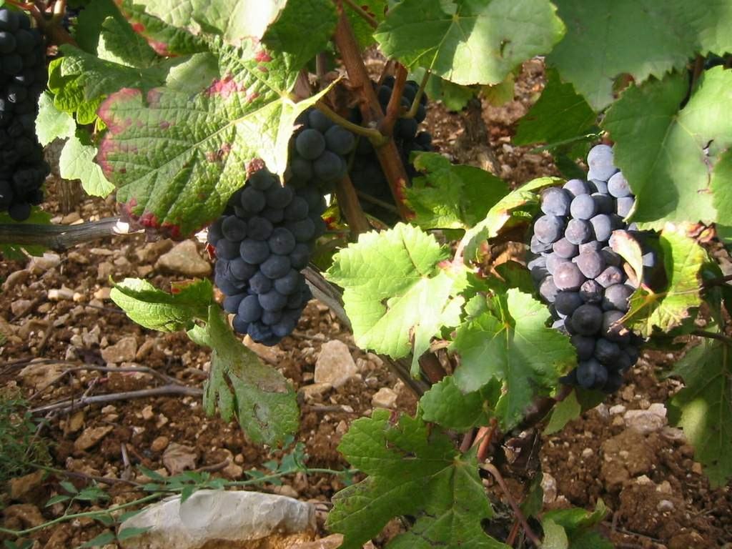 Ripe black grape bunches hanging over stony soil.