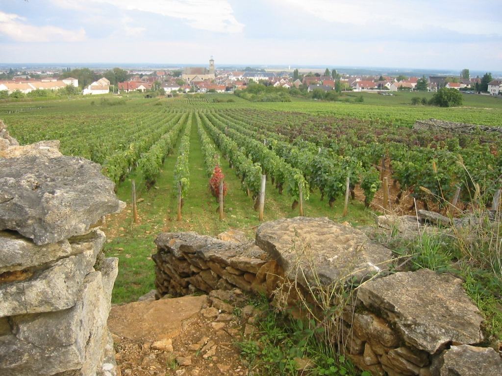 Rows of vines behind a dry-stone wall, with the village of Marsannay-la-Côte beyond.