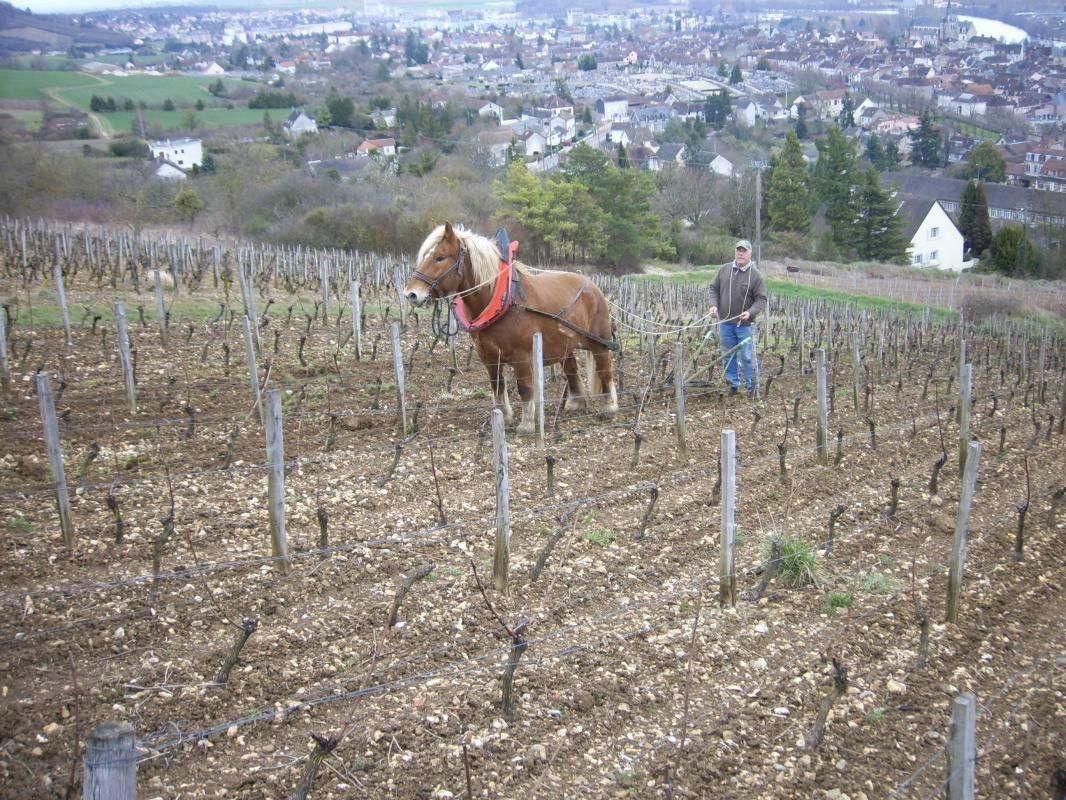 A horse working between the rows at Domaine Lepage, Joigny on the hill behind