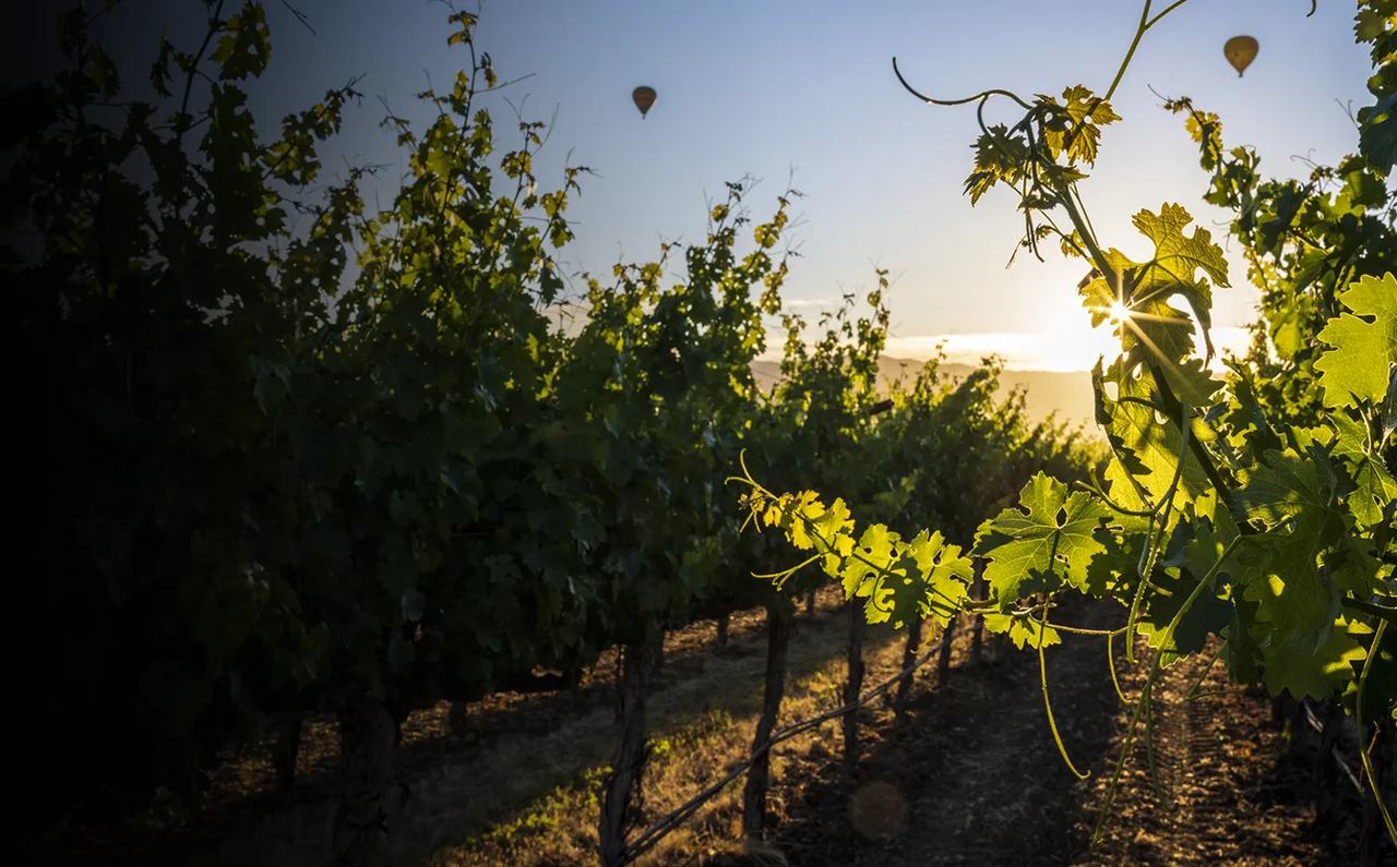 Vine rows backlit by the low sun, hot-air balloons in the sky.