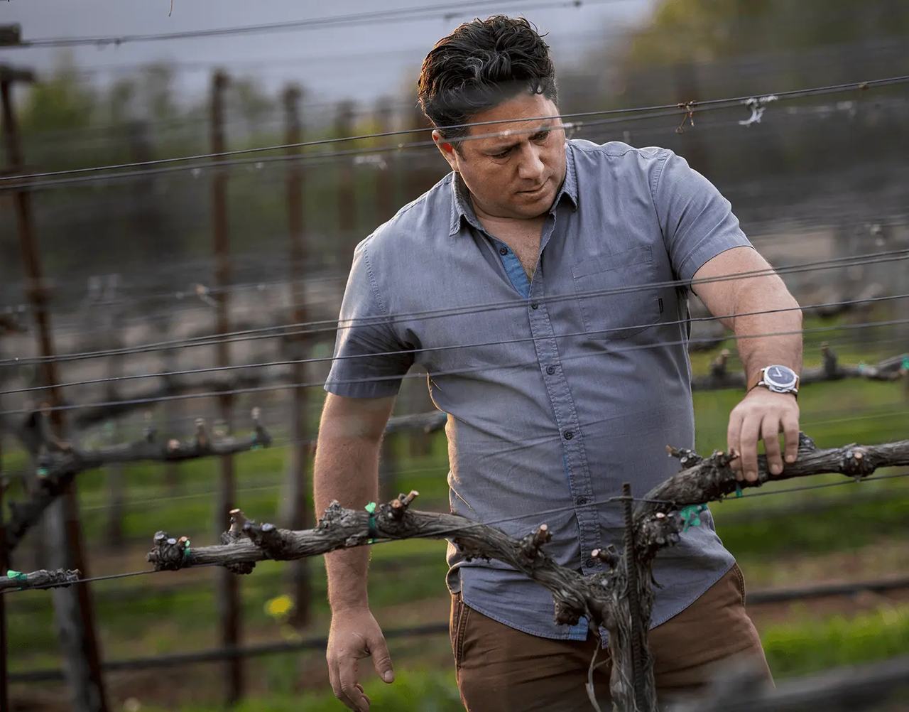 A man pruning a dormant vine in winter.