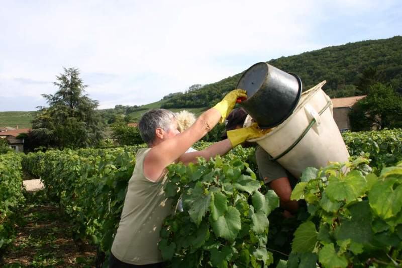 A picker tipping a bucket of grapes into a porter's hod in the vines