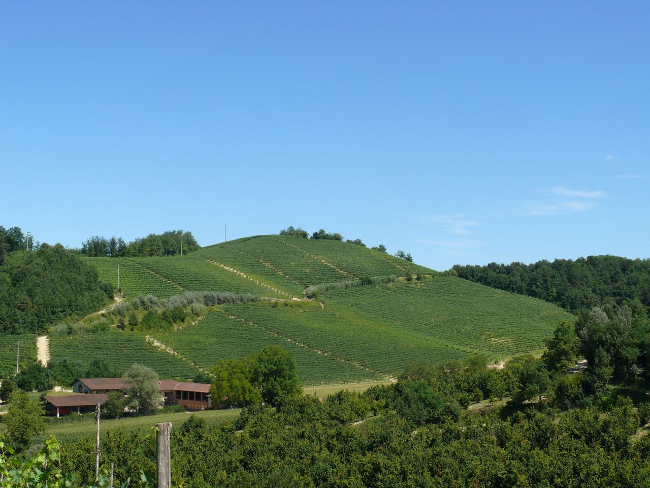 A green hill of vineyards in the Roero under a clear sky, woods and hazelnut groves around it