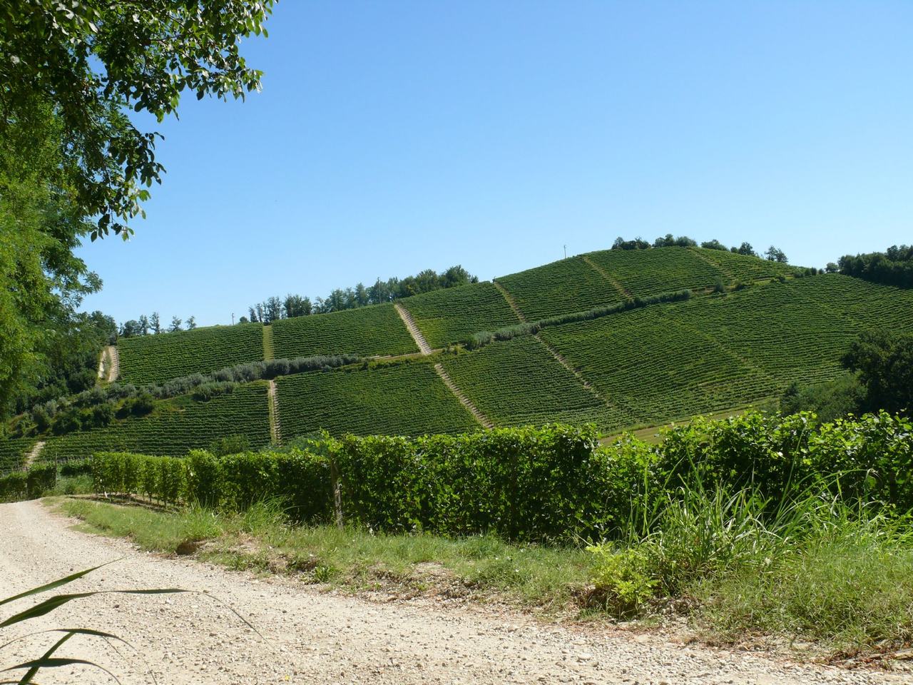A white gravel road running along the foot of a steep vineyard slope in summer