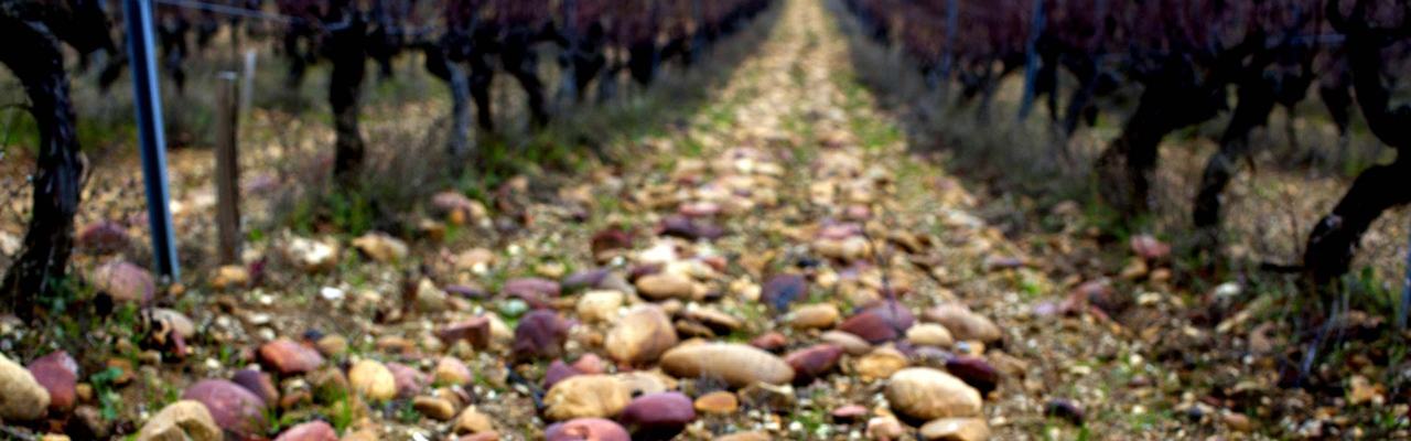 Rounded galets covering the ground between rows of vines.