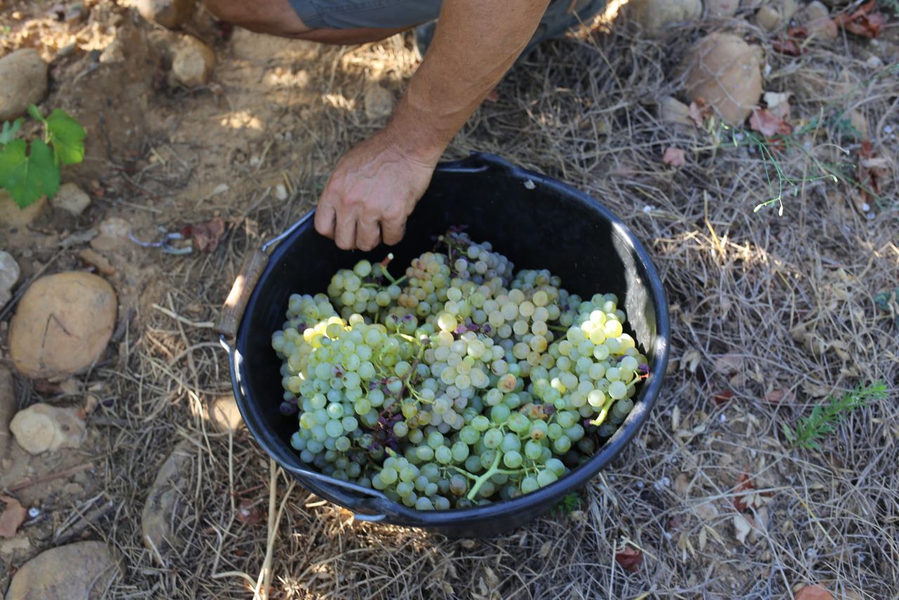 A picker's hand over a bucket of white grapes on stony ground.