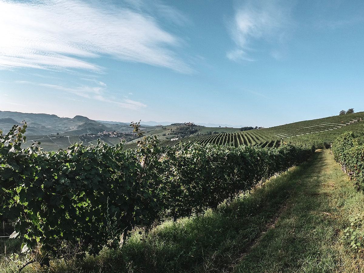 A row of vines in the foreground and rolling vineyard hills under a blue sky.
