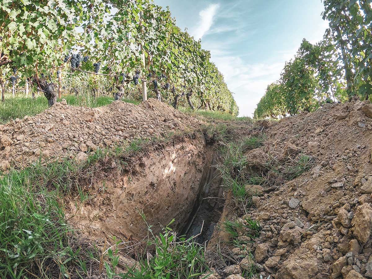 A trench dug between vine rows, showing the pale soil beneath.