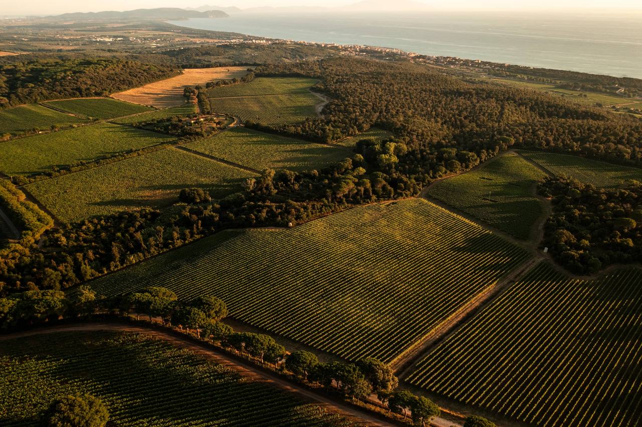 Aerial view of vineyards and pine woods on the Bolgheri coast, with the sea beyond.