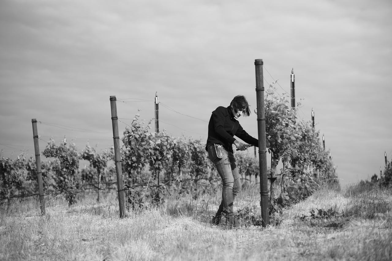 A woman works on a vine between tall posts under a grey sky, in black and white.