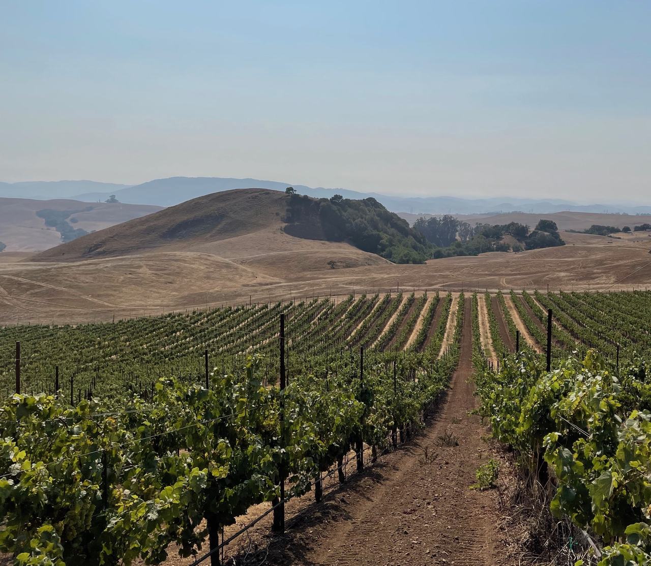 Rows of vines run downhill toward dry golden hills.