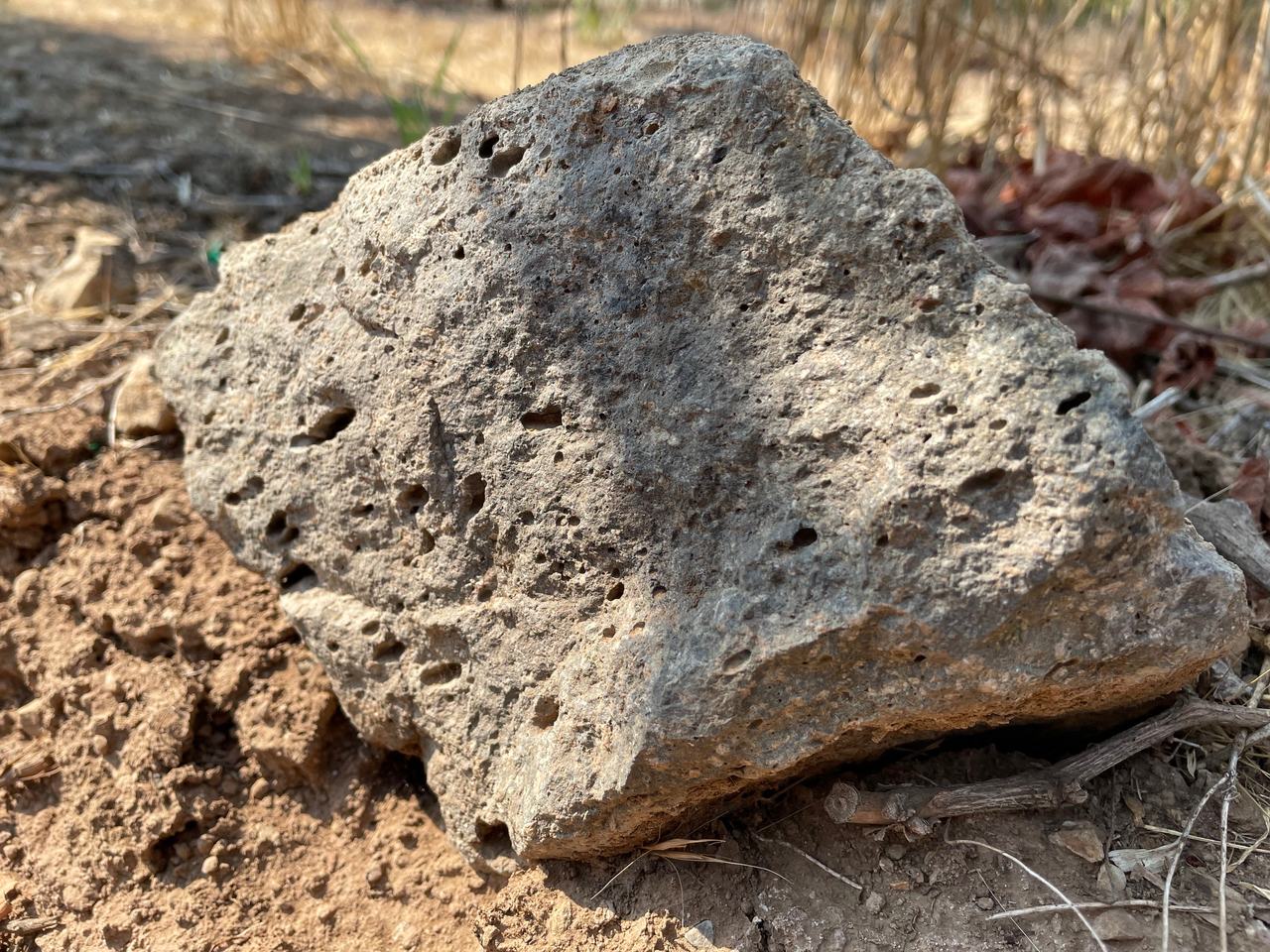 A large pale, pitted rock sits on dry ground at the edge of the vines.