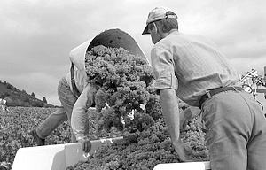Gérard Moingeon tipping a basket of grapes into a bin in the vines