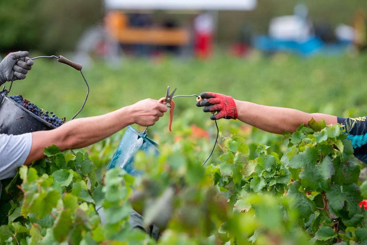 Two pickers pass secateurs across a row of vines, one holding a bucket of black grapes.
