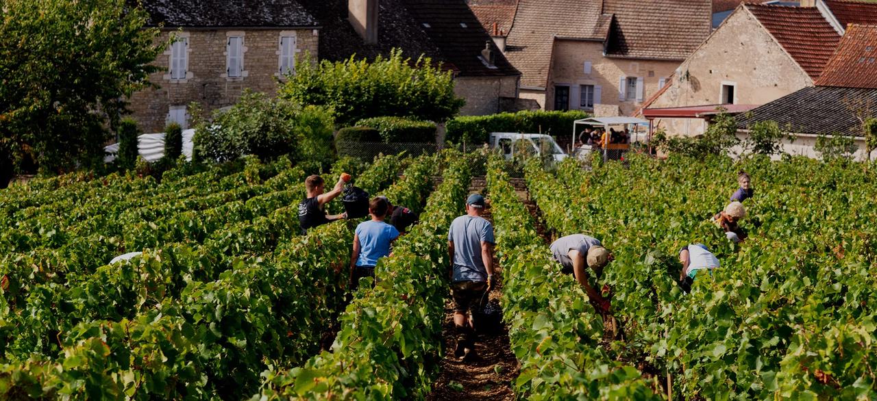 Pickers work between rows of vines below the stone houses of the village.