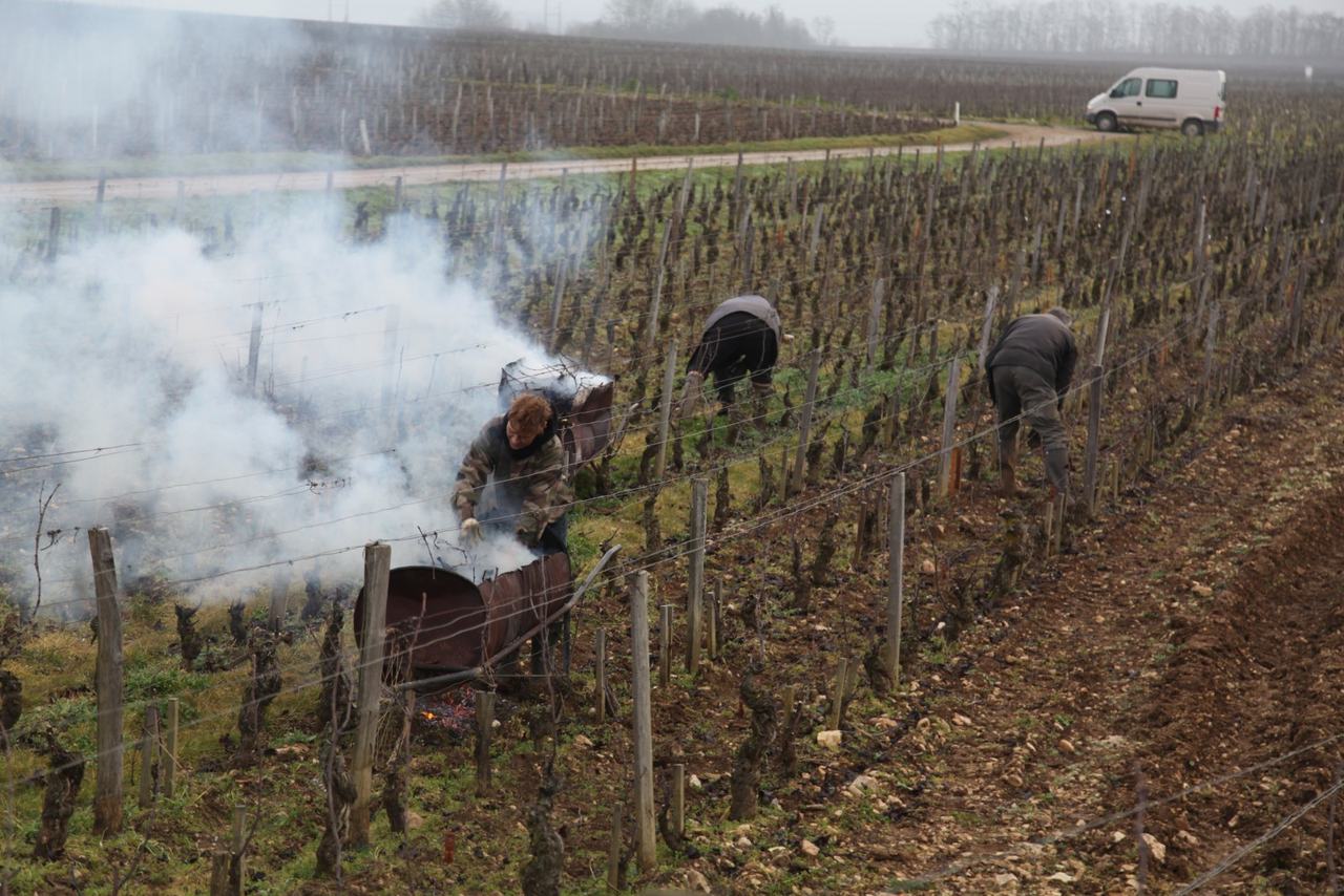 Workers pruning in a winter vineyard, burning the cut wood in a wheeled brazier.