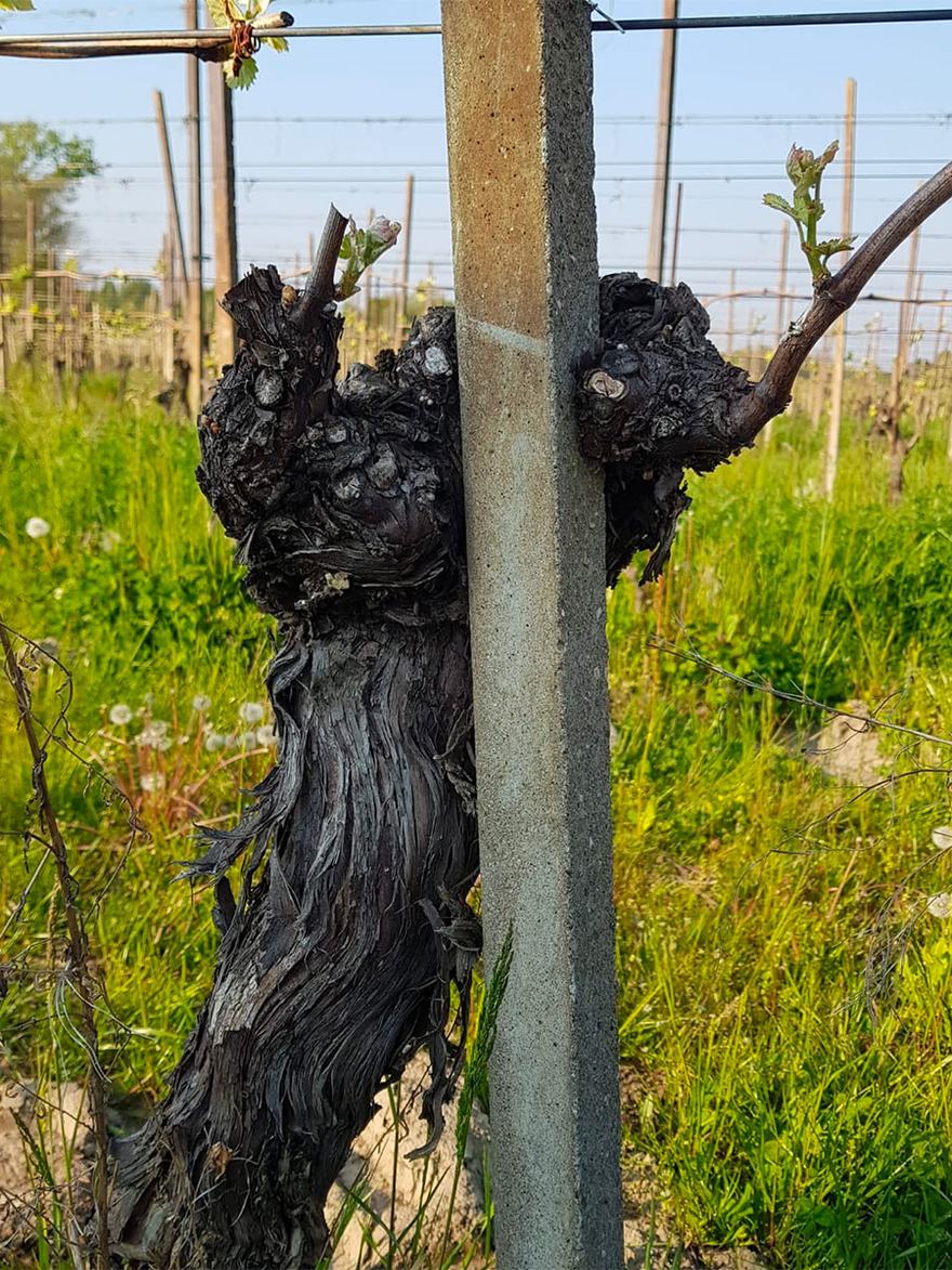 A thick, twisted old vine trunk tied to a wooden post.