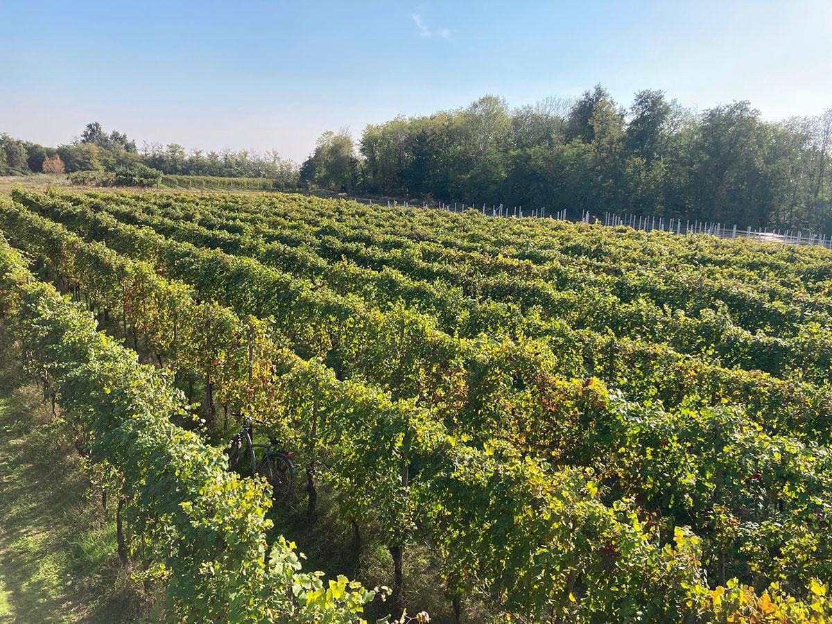 Long rows of vines running toward a line of trees under a clear sky.