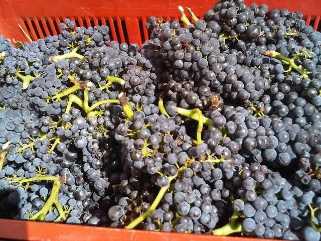 Whole bunches of Pinot Noir in a red harvest crate, stems green, berries dusty blue