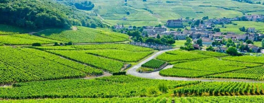 Vineyards running down to a village and its church, the road curling between the parcels