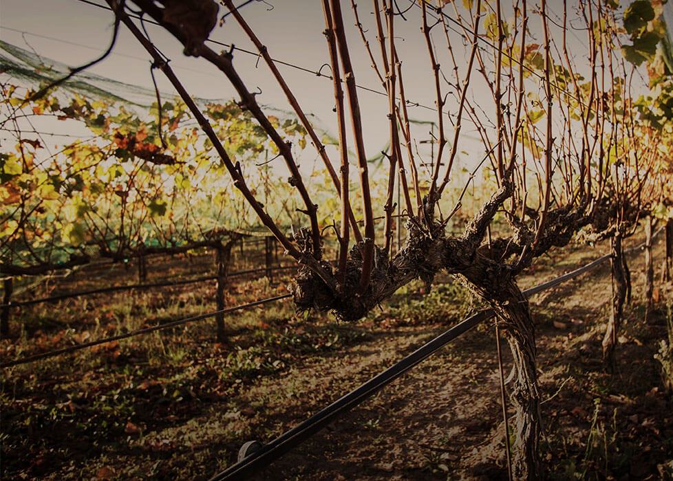 A thick, twisted vine trunk in late-afternoon light, with rows of vines behind.
